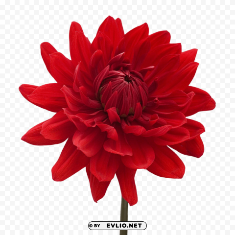 PNG image of dahlia download PNG graphics with clear alpha channel broad selection with a clear background - Image ID c5694073