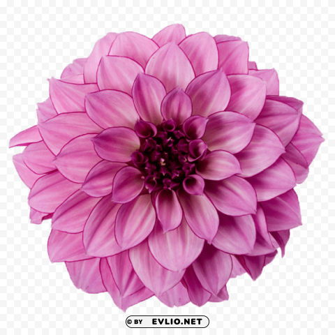 PNG image of dahlia free download PNG graphics with clear alpha channel collection with a clear background - Image ID 17e1f4b2