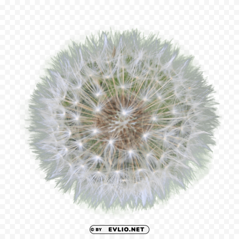 dandelion Isolated Graphic Element in HighResolution PNG