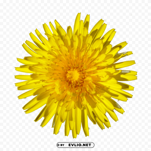 dandelion Isolated Item with Clear Background PNG