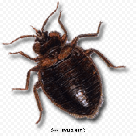 dark brown bed bug Transparent PNG graphics archive