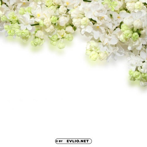 delicate white flowers Free PNG images with transparency collection