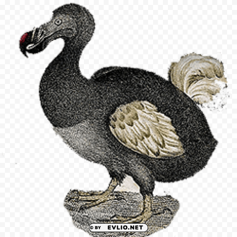 dodo vintage PNG Image with Transparent Isolated Design