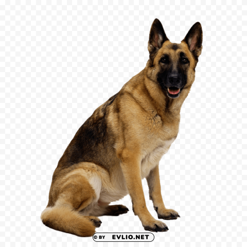 dog Isolated Element on Transparent PNG png images background - Image ID 1911c069