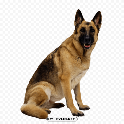 Dog Transparent PNG Images Extensive Gallery