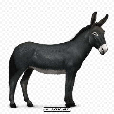 donkey PNG format
