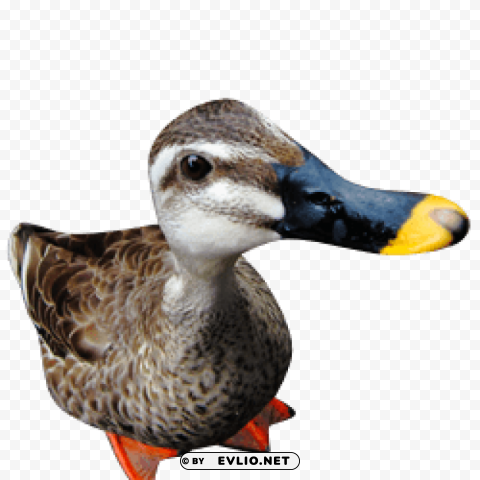 duck PNG Illustration Isolated on Transparent Backdrop