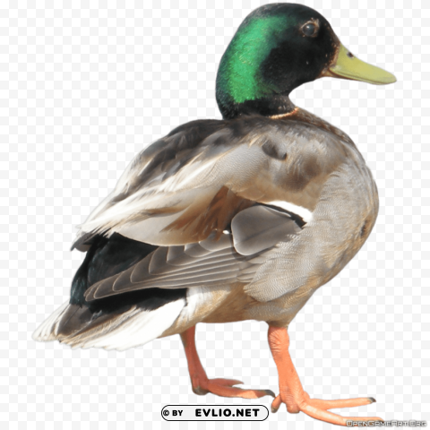 duck PNG Image Isolated on Clear Backdrop