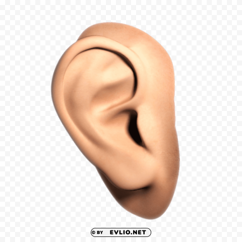 Transparent background PNG image of ear Transparent PNG stock photos - Image ID a4560c04