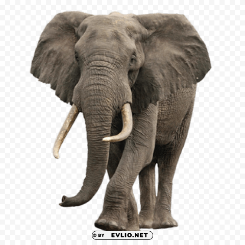 elephant PNG images with no fees