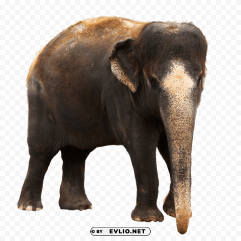elephant PNG images with transparent elements