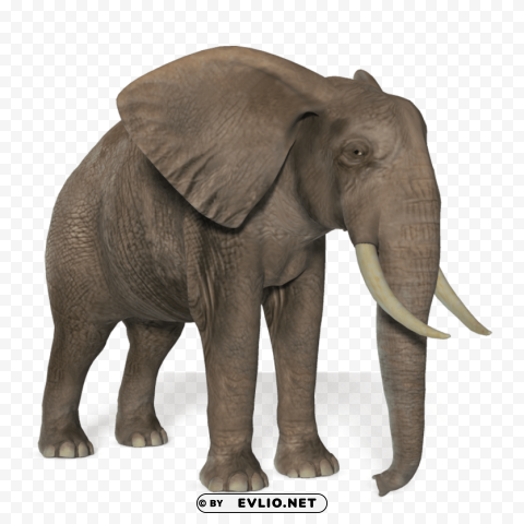 elephant PNG images with transparent elements pack