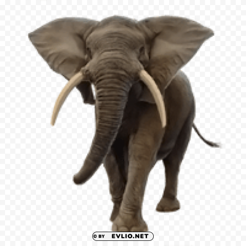 elephant PNG images with transparent layering