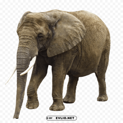 elephant PNG Isolated Illustration with Clear Background