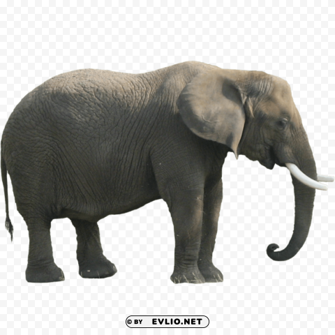 Elephant PNG Isolated Object On Clear Background