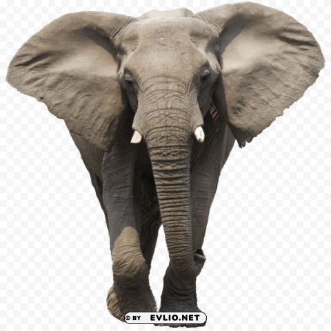 elephant PNG no watermark png images background - Image ID d995335a