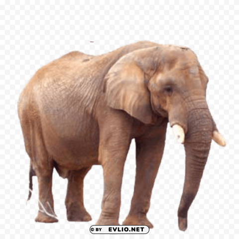 Elephant PNG Picture