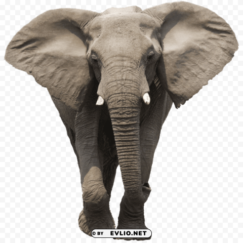 elephant face PNG file with alpha