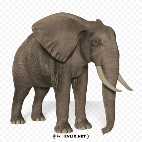 elephant pics Clear PNG pictures package
