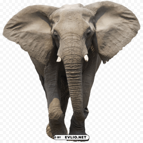 elephant walking PNG clipart with transparent background png images background - Image ID 6b00c0f8