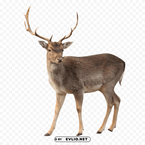 elk PNG pictures with alpha transparency