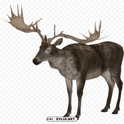 elk PNG Object Isolated with Transparency