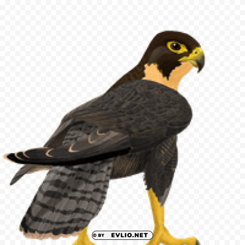falcon PNG transparent photos massive collection png images background - Image ID d0e994a3