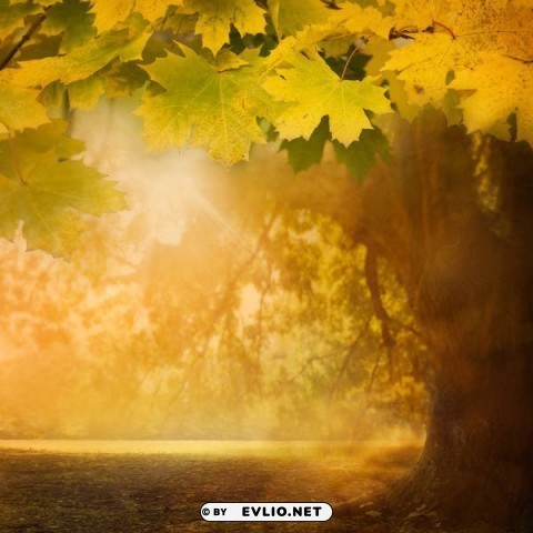 fall tree PNG files with clear background