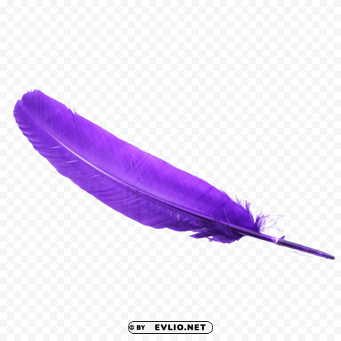 feather PNG with Isolated Object