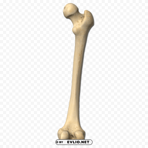 femur bone PNG Isolated Illustration with Clarity