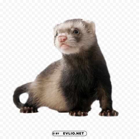 ferret standing PNG artwork with transparency