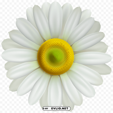 flower daisy transparent Isolated Graphic on Clear Background PNG