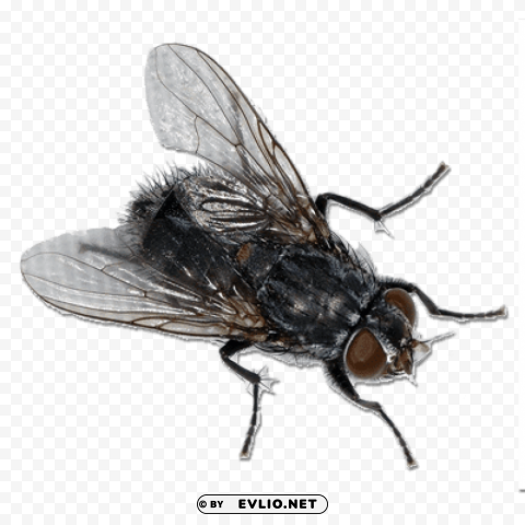 fly top view Isolated Object on HighQuality Transparent PNG