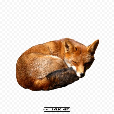 Fox - Image - ID da5c548e Isolated Artwork on Clear Background PNG