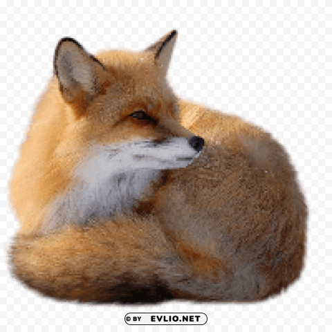 Fox - High-Resolution - ID 2ed042c1 Isolated Character in Transparent Background PNG