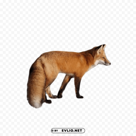 Fox - High-Definition Image - ID 6fcd5842 Isolated Character on Transparent PNG
