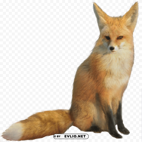 fox Free PNG images with alpha channel