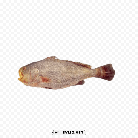 ghol fish Free PNG images with transparent layers