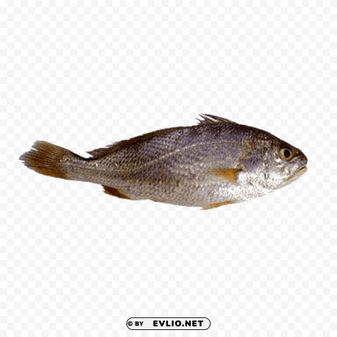 ghol fish pictures Free PNG images with transparency collection
