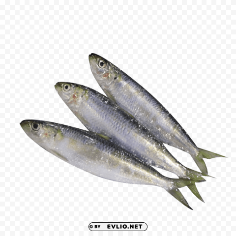 ghol fish photo Free PNG images with clear backdrop