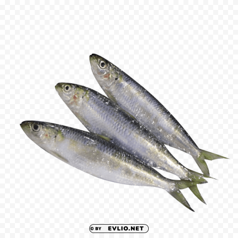 Ghol Fish Photo Free PNG Images With Clear Backdrop