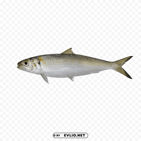 ghol fish pics Free PNG images with transparent background