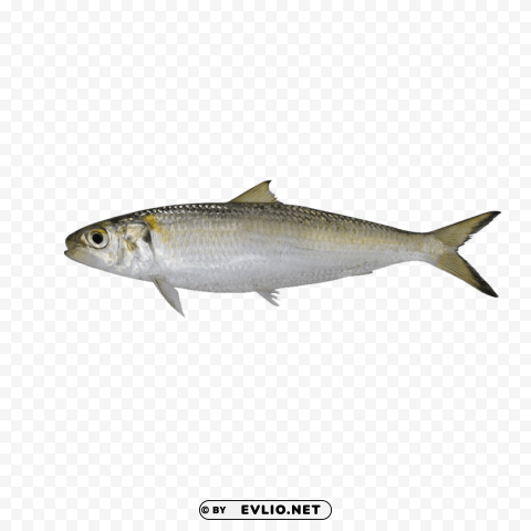 Ghol Fish Pics Free PNG Images With Transparent Background