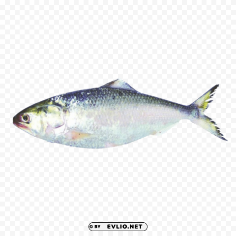 ghol fish s Isolated Artwork in Transparent PNG