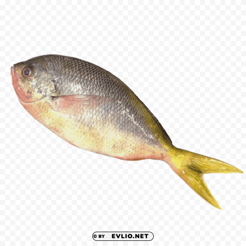 ghol fish s Isolated Artwork on Clear Background PNG