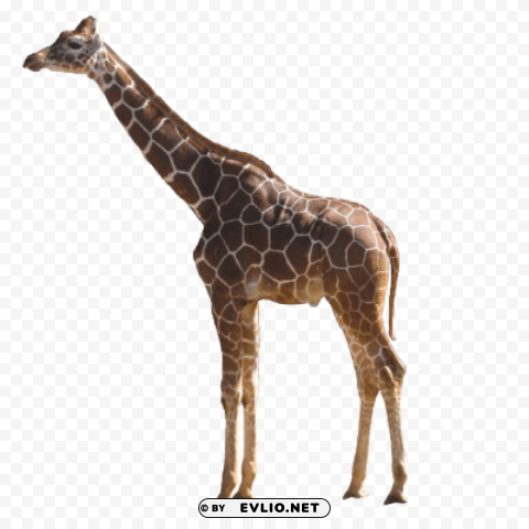 giraffe Free PNG download