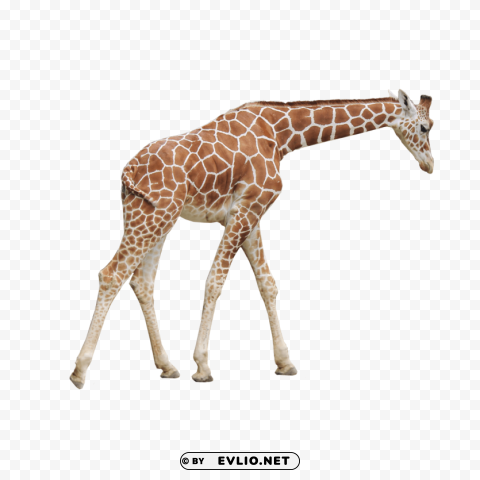 giraffe PNG graphics for presentations
