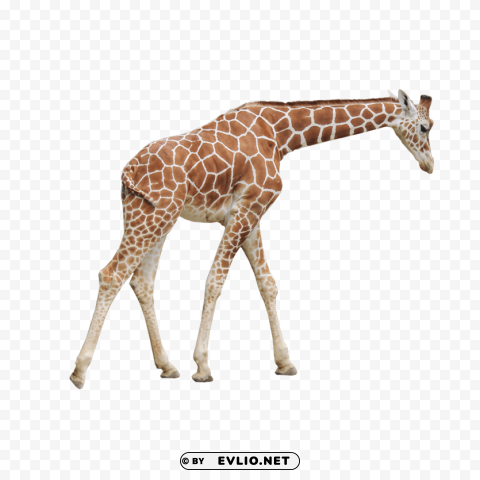 Giraffe PNG Graphics For Presentations