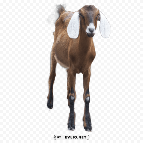 goat Free transparent background PNG
