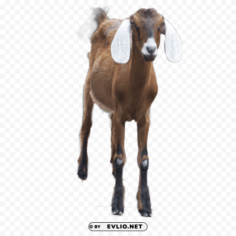 Goat Free Transparent Background PNG